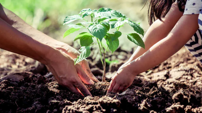 Edible Garden