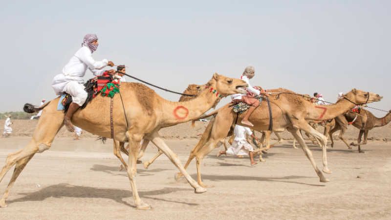 Camel Racing Track