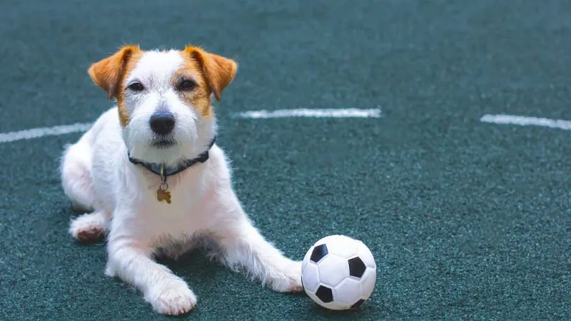 Bring Your Pets to Qatar During FIFA
