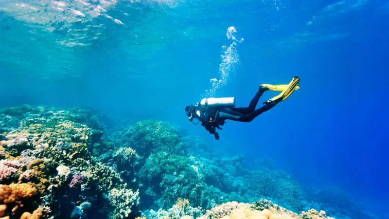 Behold the Sight of the Magical World Underwater at Dibba Rock