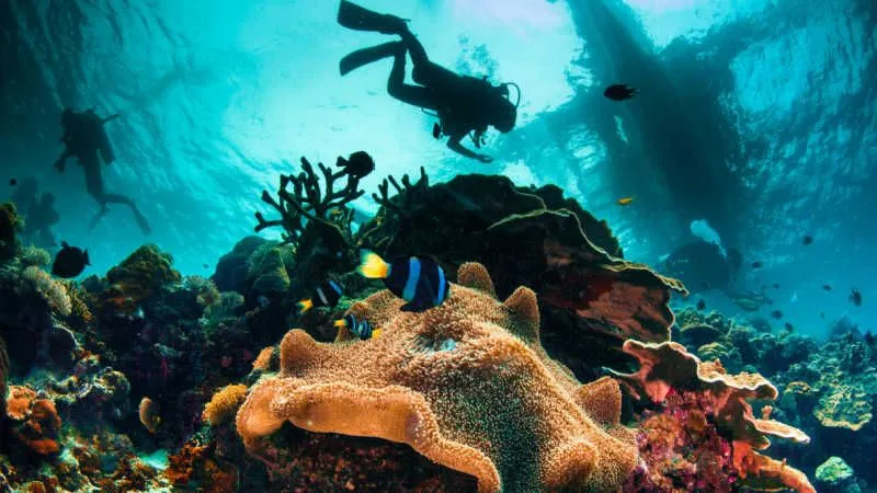 Enjoy Scuba Diving: To Witness the Colorful Corals and Sparkling Fishes