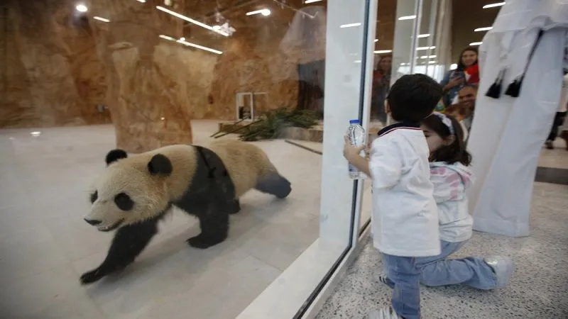 تعرف على حيوانات الباندا الصينية العملاقة في الشرق الأوسط
