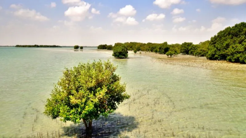 Witness the Mangroves: Admire the Lush Green Beauty