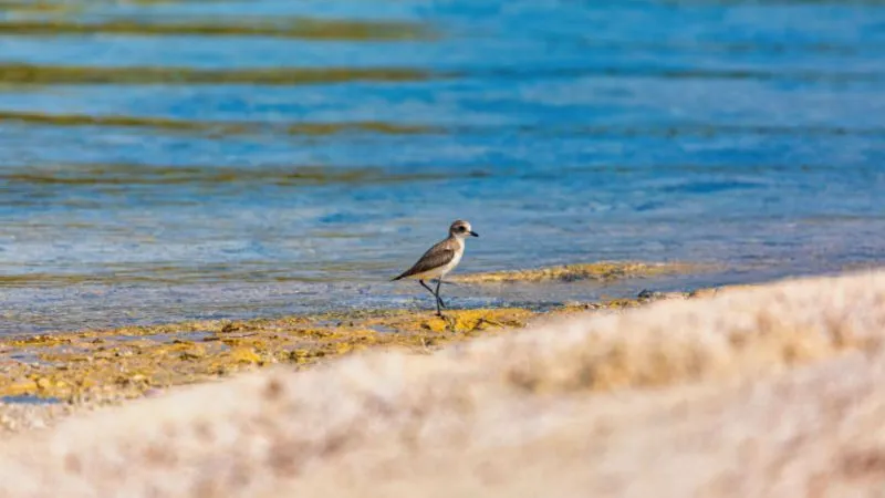 Enjoy Bird Watching