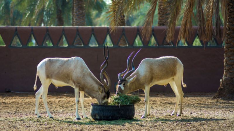 Discover Wildlife At The Taif Zoo