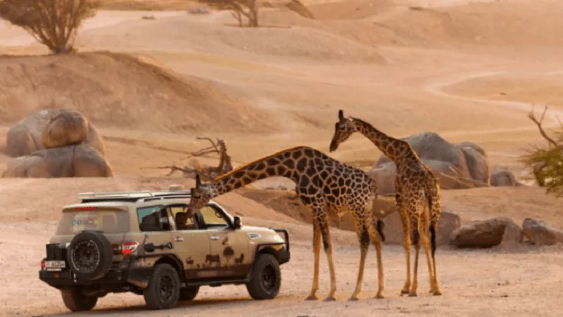 Exploring Wildlife at Al Ain Safari