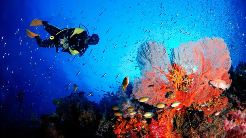 Enjoy Thrilling Scuba Diving at Farasan Islands