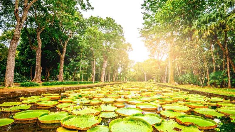 Mauritius Botanical Garden