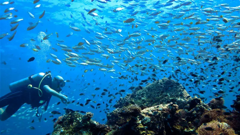 Dive in the Andaman Ocean: Swim with the Aquatic Life of the Ocean