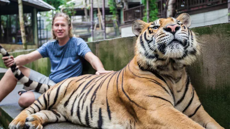 Stop-By the Tiger Kingdom: A Unique Experience of Interacting with Tigers