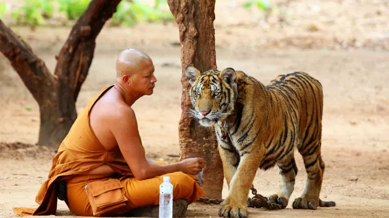 Explore the Tiger Temple: Watch Monks Take Care of Tigers 