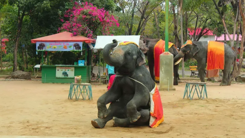 Get Tickets to the Elephant Show: Watch the Giant Animal Perform Tricks