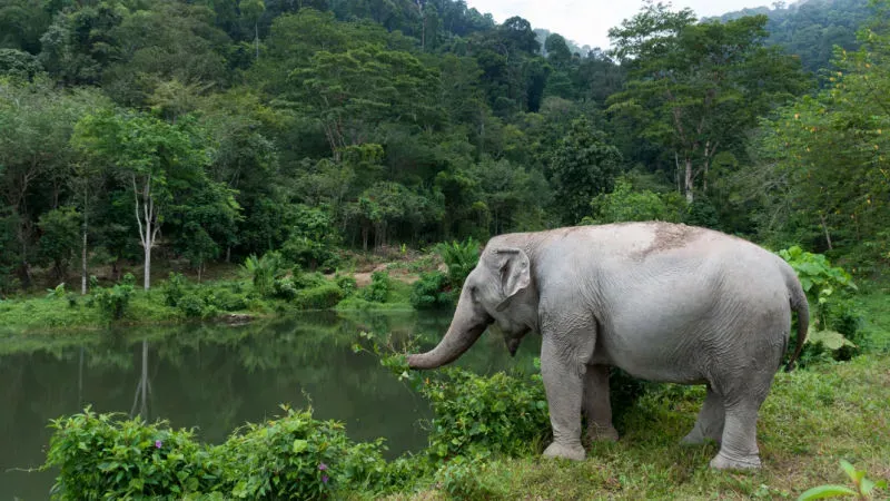 Visit the Green Elephant Sanctuary Park: Get Up Close with these Gentle Giants