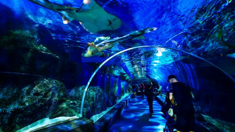 Sea Life Ocean World Bangkok: Enter the Aquatic Paradise in Bangkok