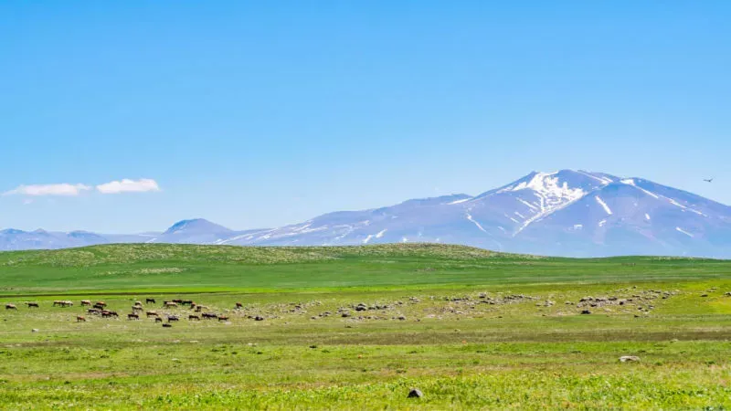 Bird Watching at the Javakheti Plateau