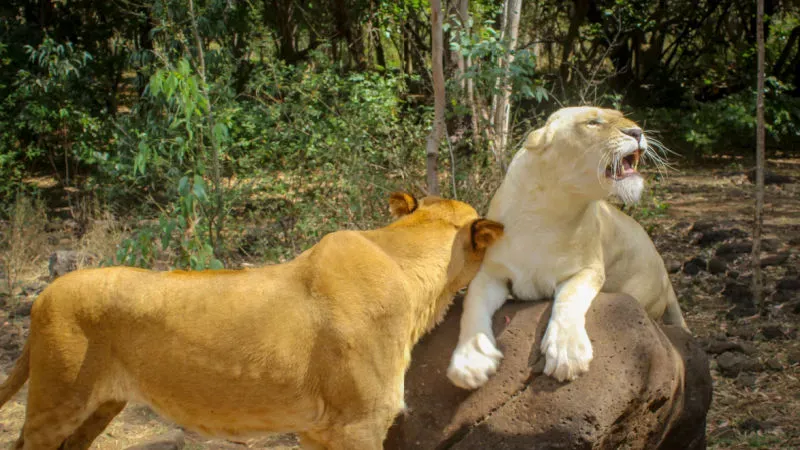 Walk with the King of Jungle at Casela Park