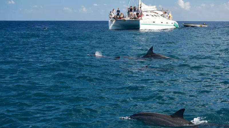 Watch Dolphins and Whales Up Close