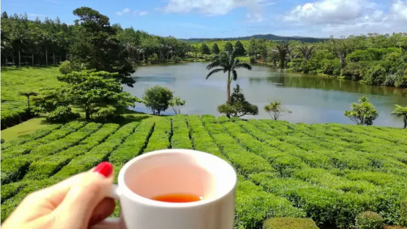 Visit the Bois Cheri Tea Plantation