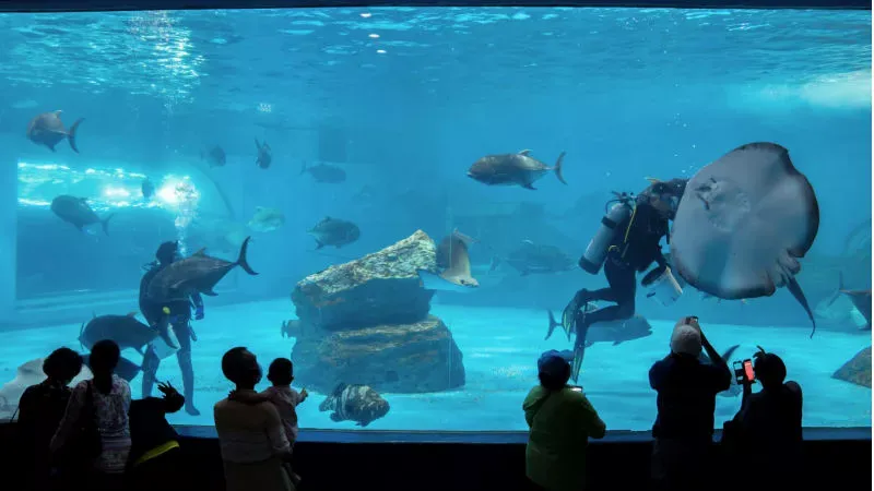 Watch Exotic Species at the Monster Aquarium