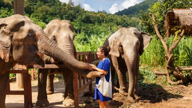 Play with Elephants at the Elephant Sanctuary