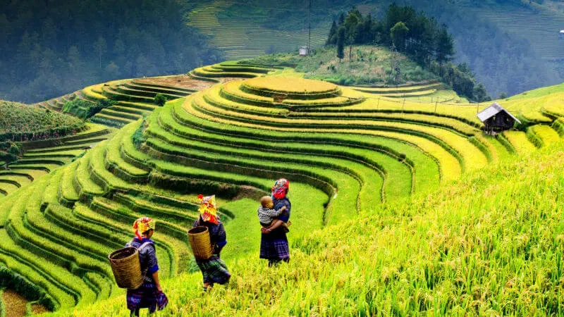 Ubud's Rice Terraces