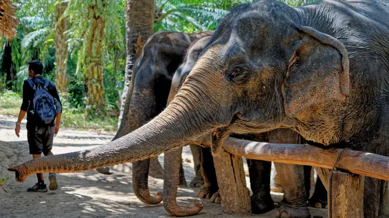 Phuket Elephant Sanctuary: Let's Meet the Giants