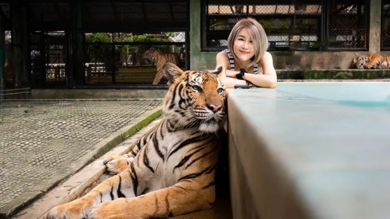 Tiger Kingdom, Phuket