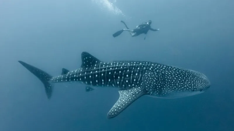 An Experience to Watch Whales