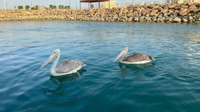 Nature and Wildlife on Farasan Islands