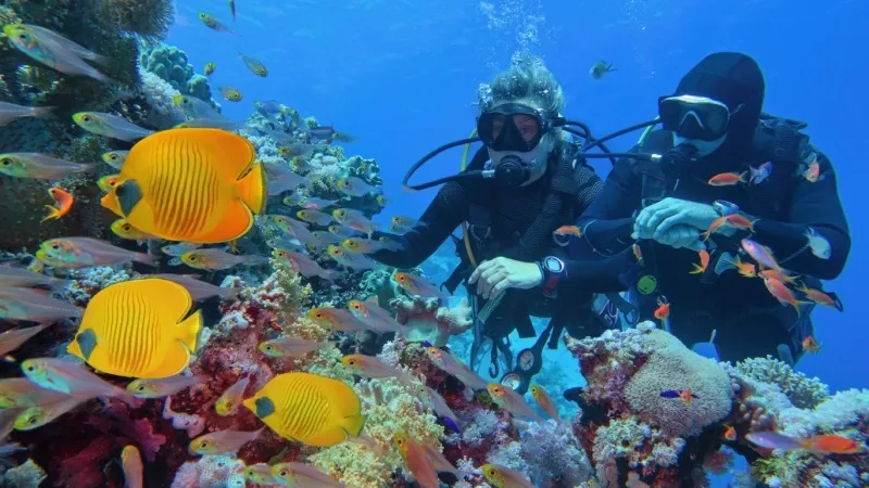 Indulge in Scuba Diving in Red Sea