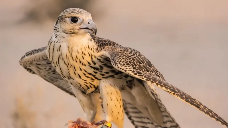 Spectacle of the King Abdulaziz Falconry Festival