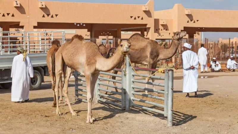 Al-Qassim Camel Market