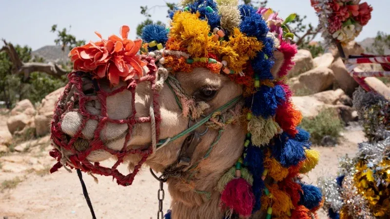 Horseback or Camel Ride