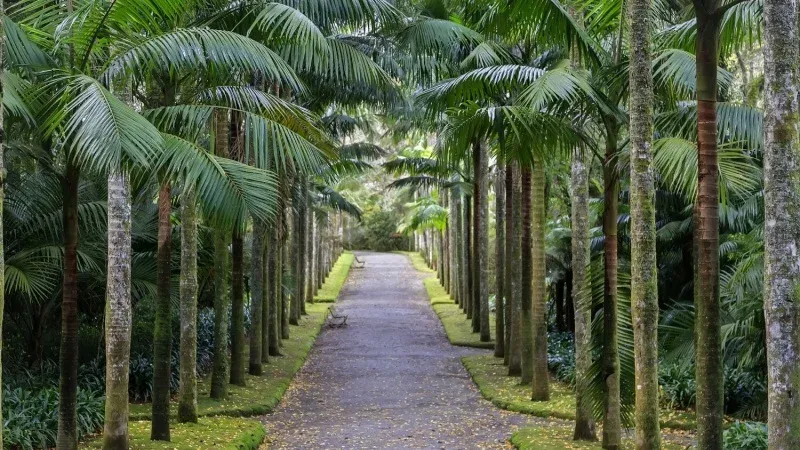 Explore the Natural Beauty of Palms Avenue