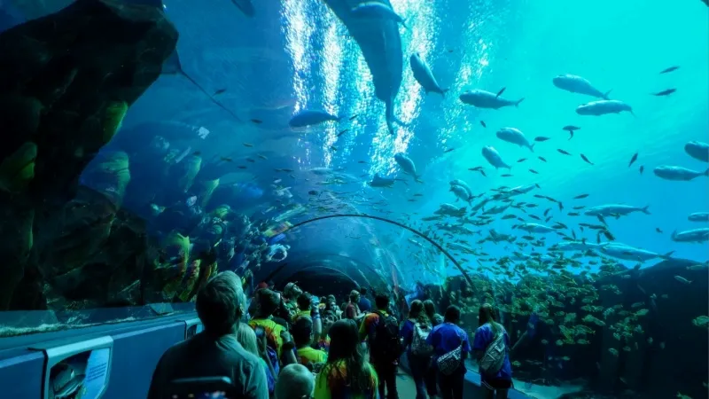 Visit the Georgia Aquarium