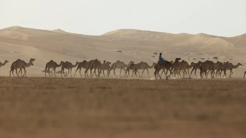 Camel Ride at Al Ain