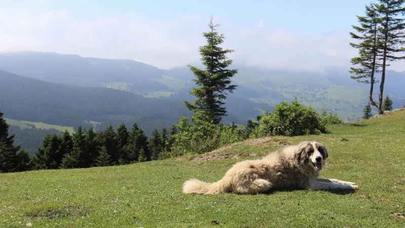 Hike in Trabzon