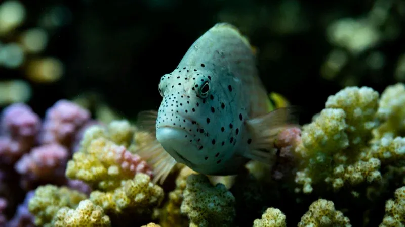 Red Sea Wonders Museum