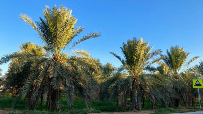 Buraidah Botanical Garden