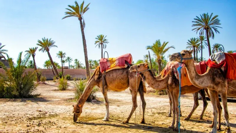 Camel Ride at Palmeraie