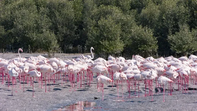 Enjoy Bird Watching at the Aviary