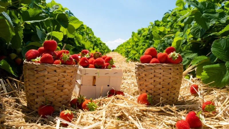 Tour the Strawberry Farm