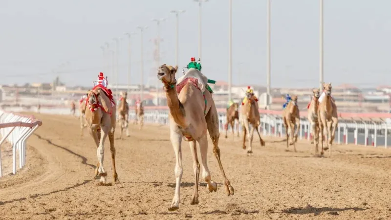 Camel Racing and Beauty Contests