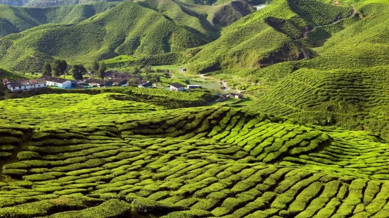 Cameron Highlands
