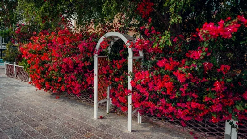 FNP (Ferns N Petals) Qatar