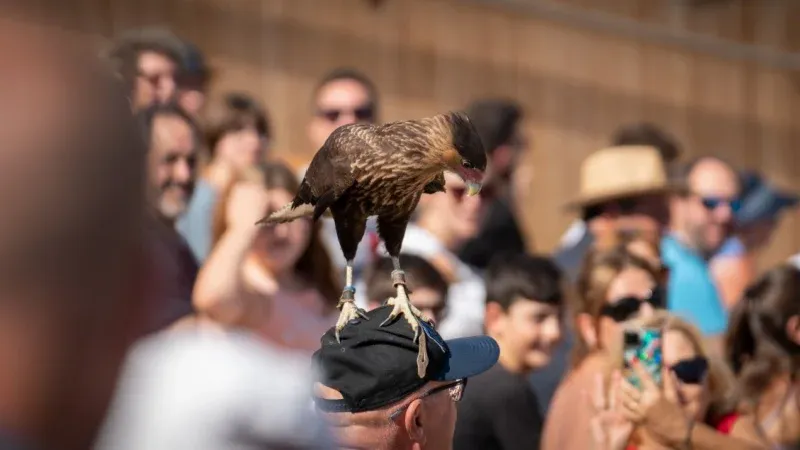 King Abdulaziz Falconry Festival: What is it all About?