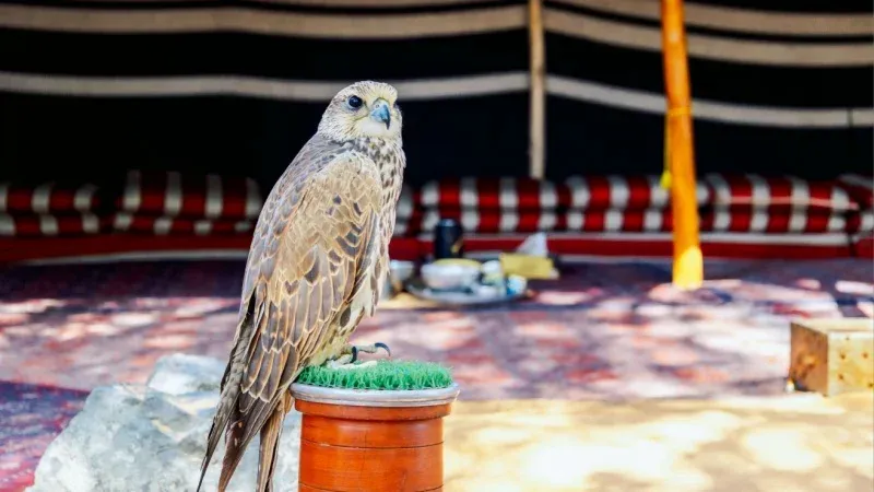 Key Events at King Abdulaziz Falconry Festival 2025