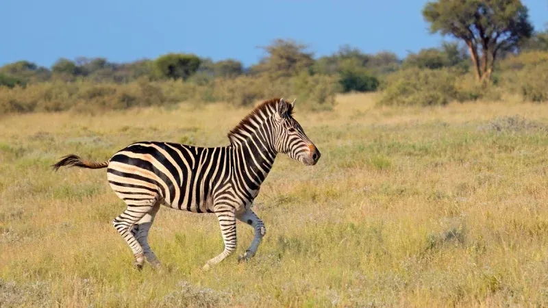 A Quick View of North Sedra Farm Qatar