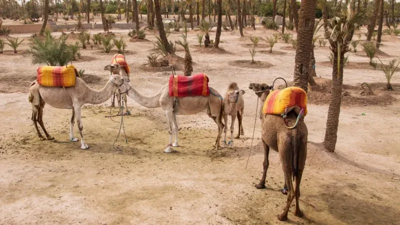 Camel Ride in the Palmeraie