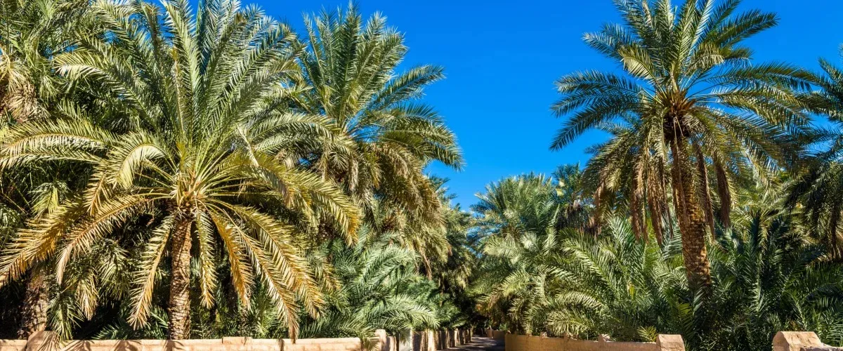 Explore the Beauty of Al Ahsa Oasis in Saudi Arabia